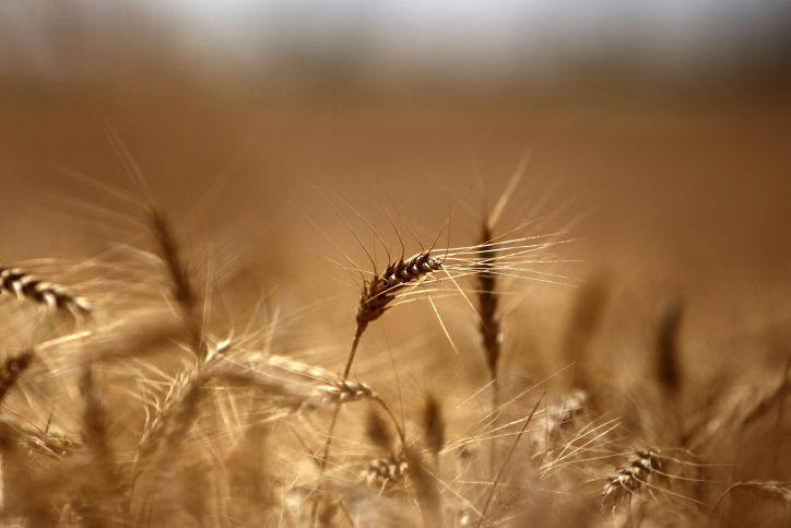 עומר התנופה