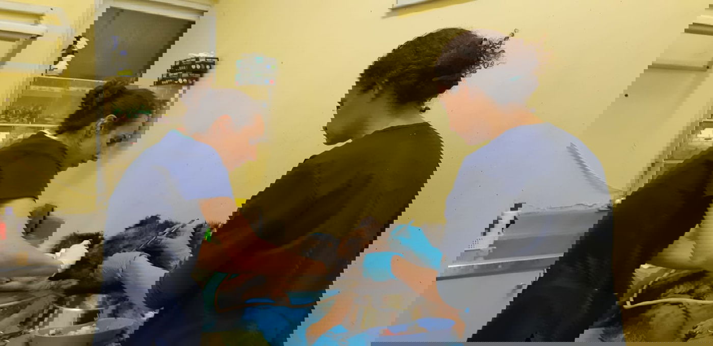 מטפלים בכלבה