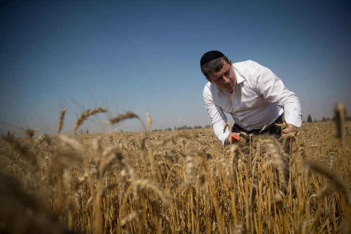 קציר חיטים למצה שמורה, אתמול ליד עזה