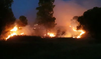 שריפה ביער שוקדה