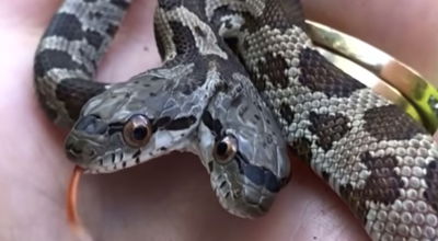 הנחשים, ו"אמם המאמצת"