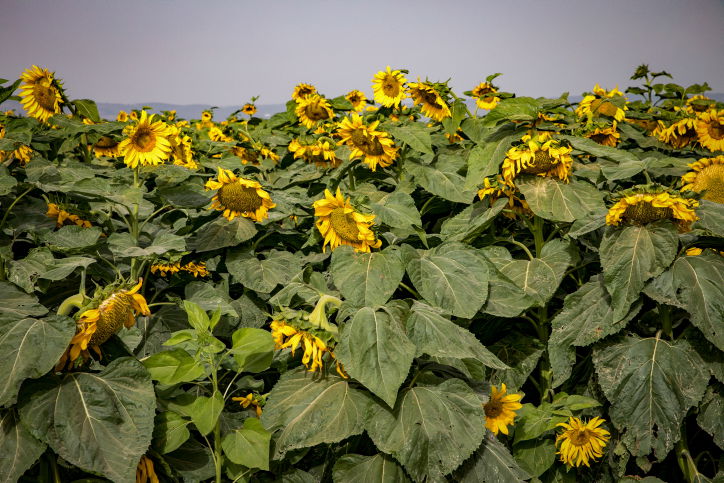 התחזית: תחל התחממות, יהיה חם מהרגיל
