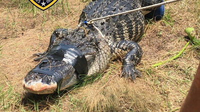 האליגטור הטורף לאחר שנתפס