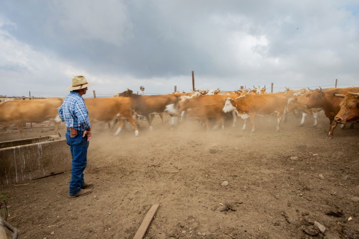 "קאובויים" ישראלים ברמת הגולן • גלריה