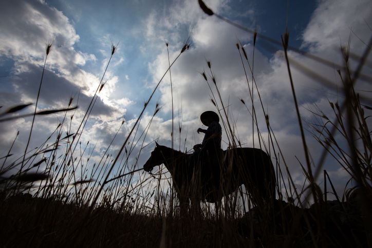 "קאובויים" ישראלים ברמת הגולן • גלריה