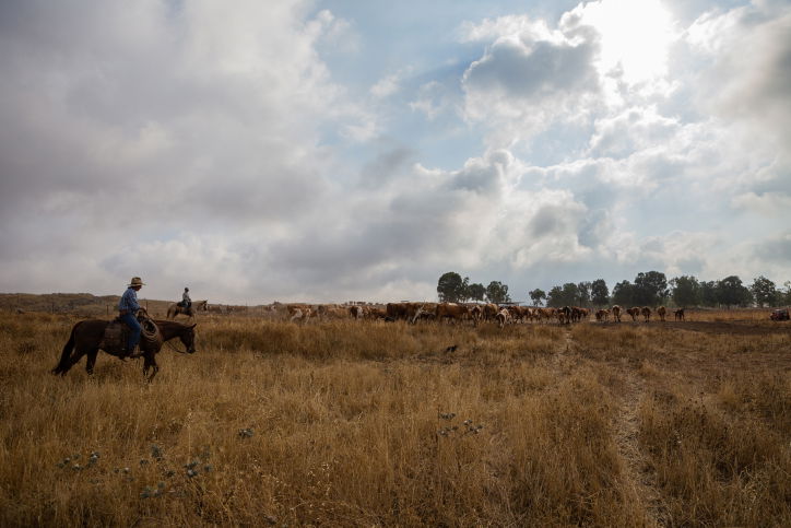 "קאובויים" ישראלים ברמת הגולן • גלריה