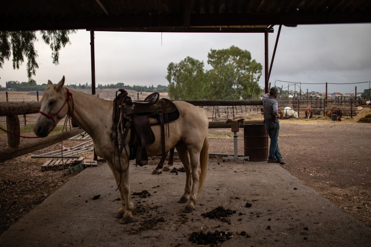"קאובויים" ישראלים ברמת הגולן • גלריה