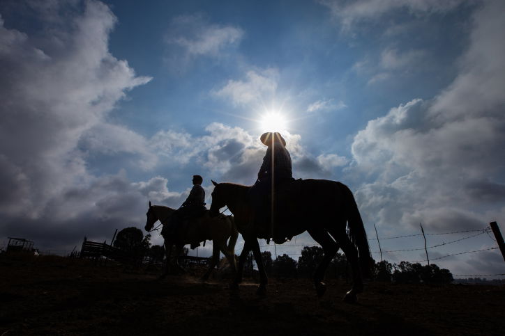 "קאובויים" ישראלים ברמת הגולן • גלריה