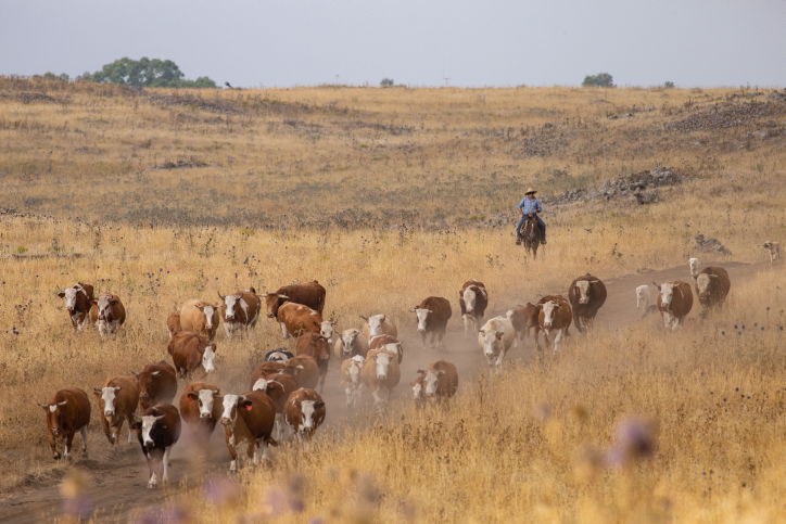 "קאובויים" ישראלים ברמת הגולן • גלריה