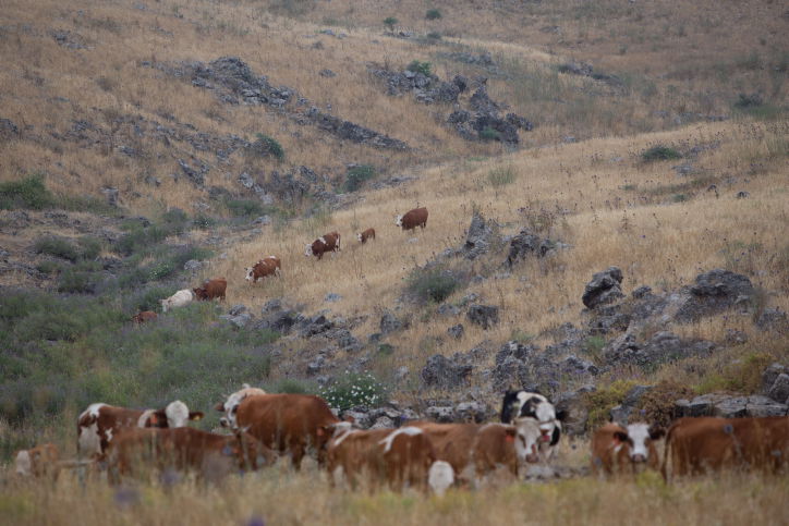 "קאובויים" ישראלים ברמת הגולן • גלריה