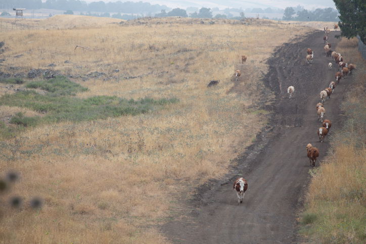 "קאובויים" ישראלים ברמת הגולן • גלריה