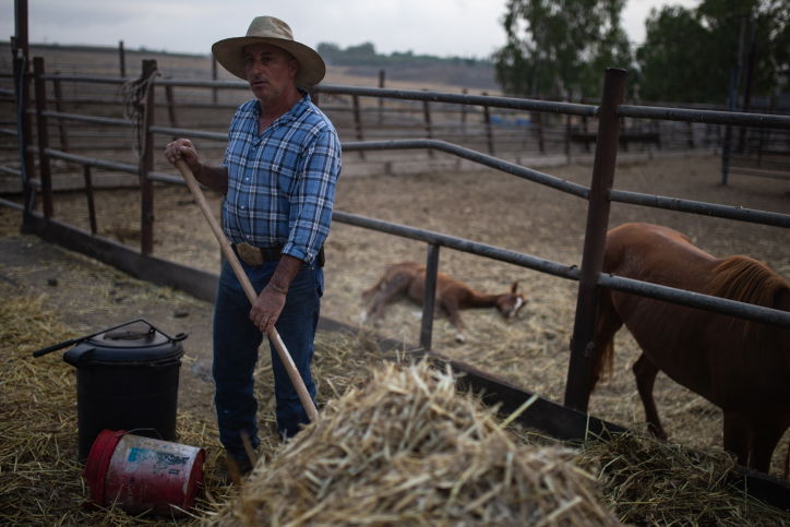 "קאובויים" ישראלים ברמת הגולן • גלריה