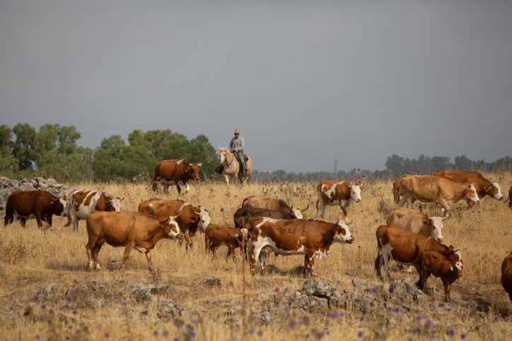 "קאובויים" ישראלים ברמת הגולן • גלריה