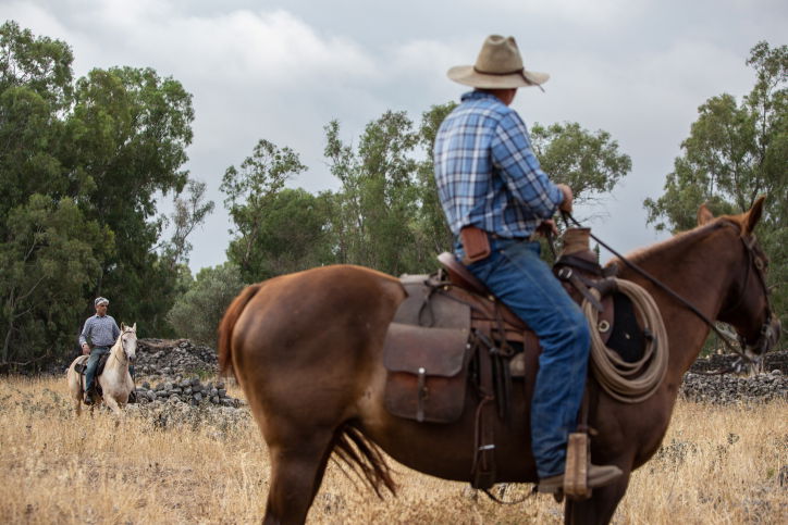 "קאובויים" ישראלים ברמת הגולן • גלריה