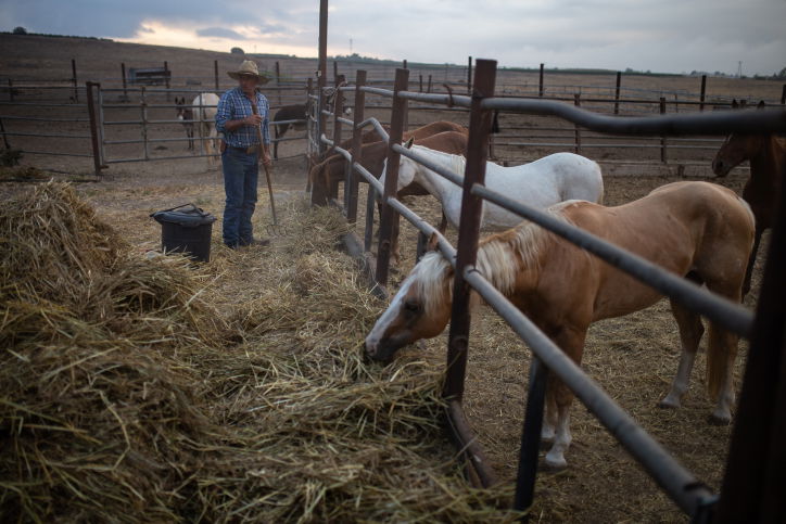 "קאובויים" ישראלים ברמת הגולן • גלריה