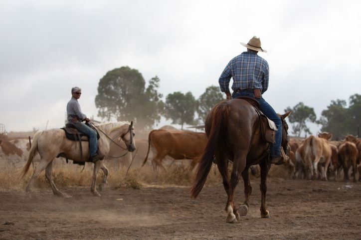 "קאובויים" ישראלים ברמת הגולן • גלריה