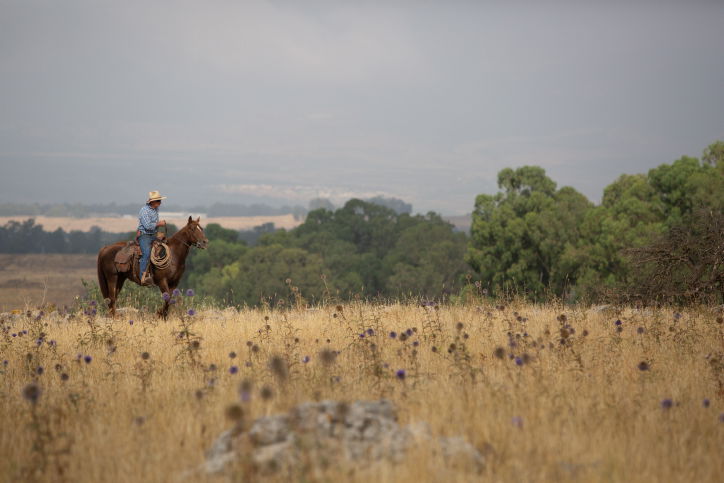 מגדל בקר בצפון הארץ