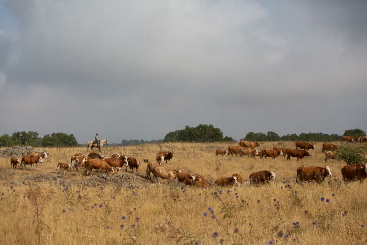 מגדלי בקר בצפון