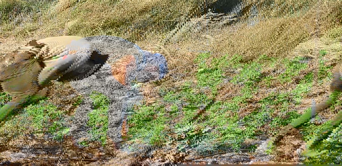 חממת המירחואנה נתגלתה מלאה ציוד גנוב