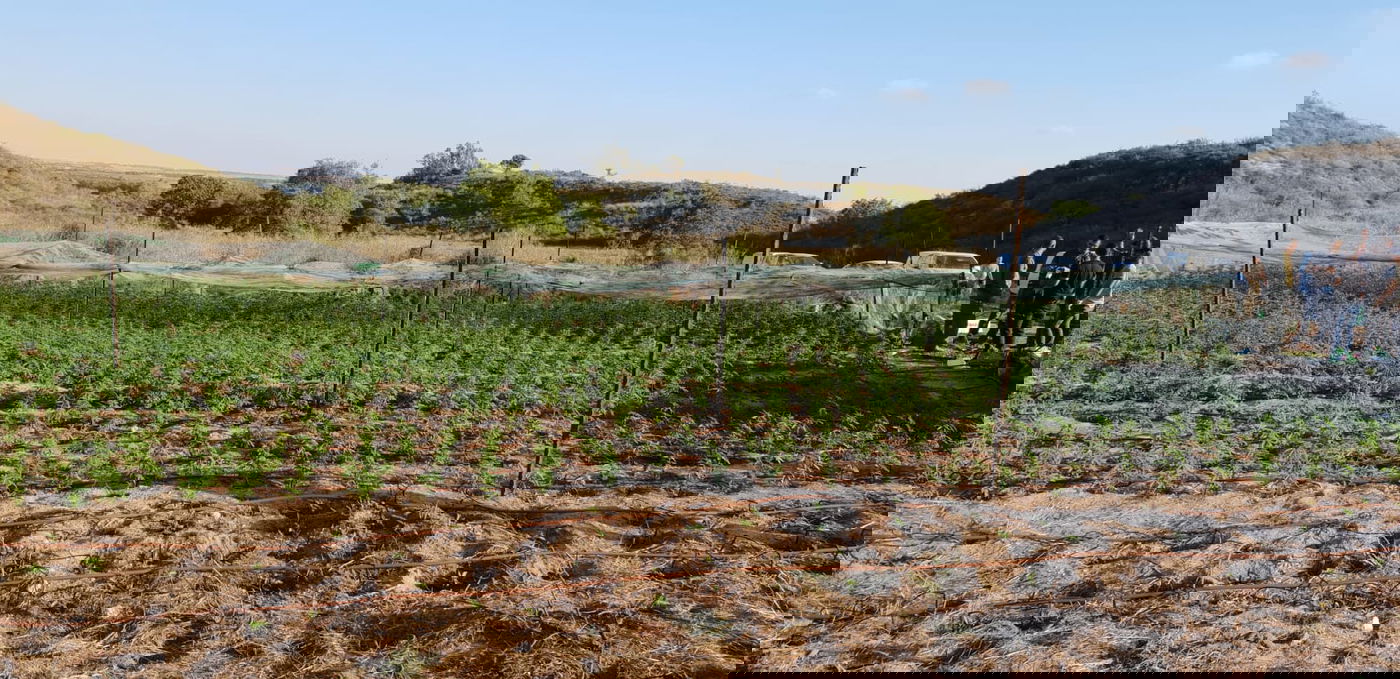 חממת המירחואנה נתגלתה מלאה ציוד גנוב