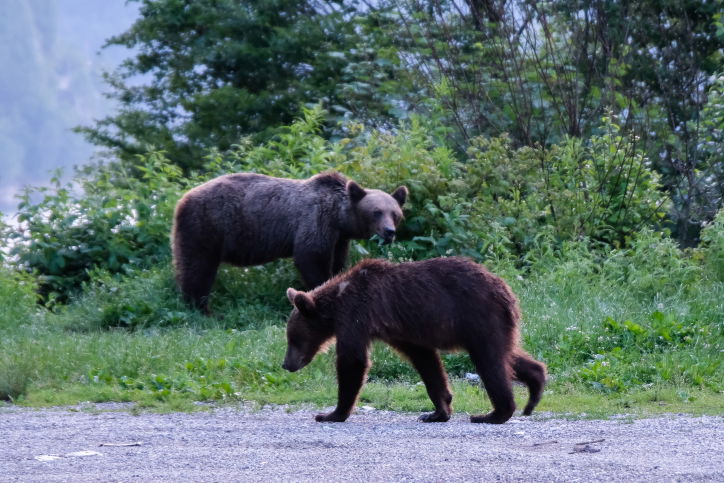 כפרים צועניים ושווקים תוססים: גלריה מרומניה