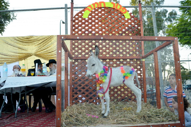 מצווה נדירה: פטר חמור במושב אחיעזר