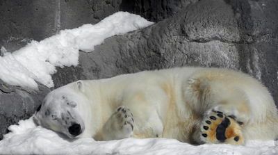 לישון הכי נוח שאפשר. אילוסטרציה