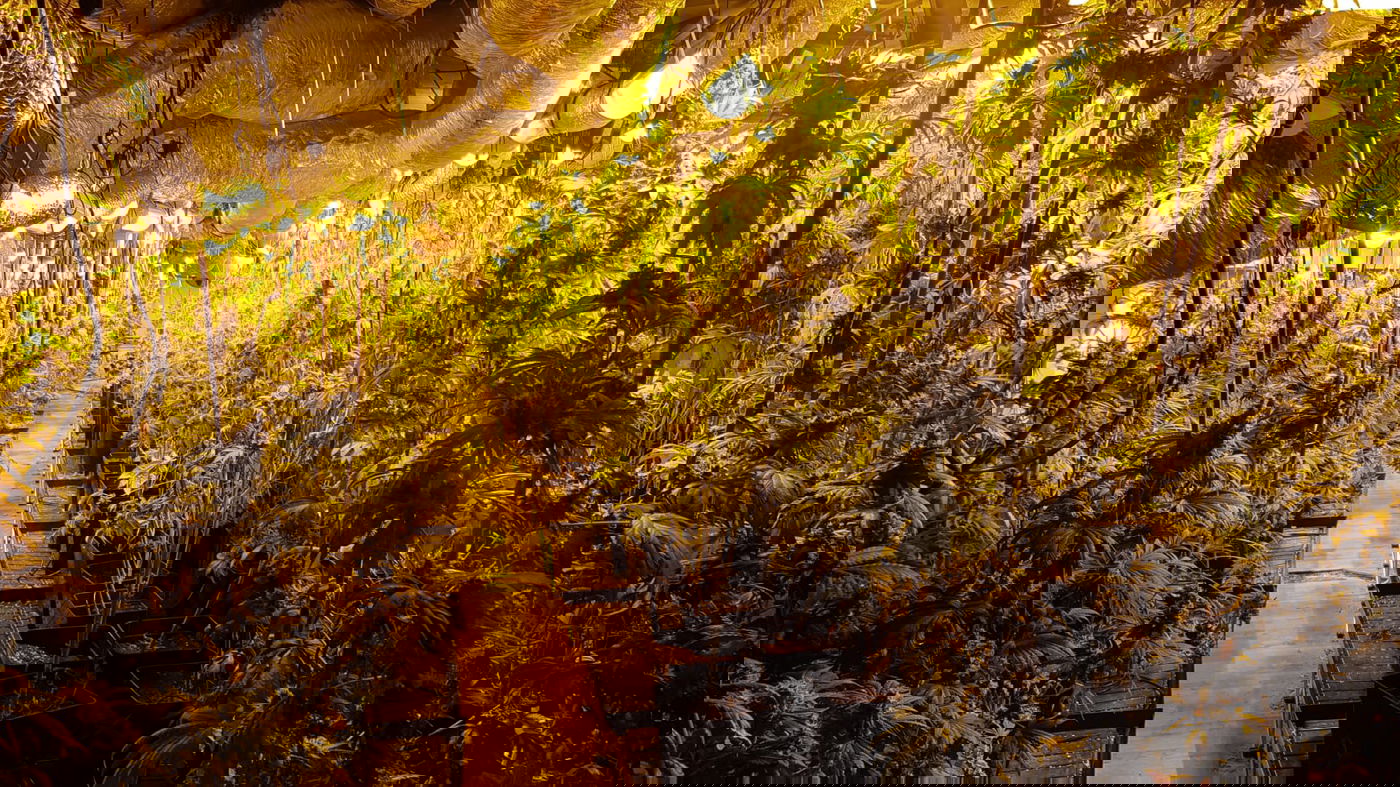 מביתר, אלעד וירושלים: נעצרו חשודים בגידול סמים מסוכנים