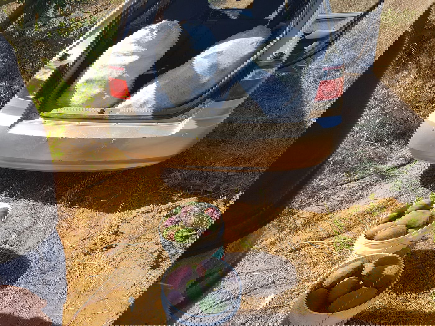 גנב 112 ק"ג מנגו מהעצים ונתפס "על חם"