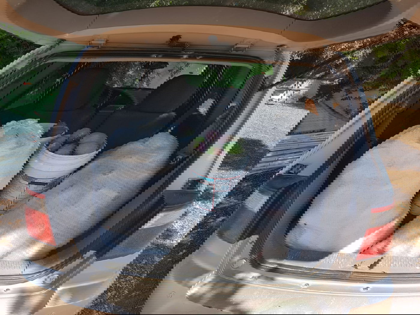 גנב 112 ק"ג מנגו מהעצים ונתפס "על חם"