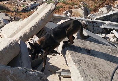 כלבי ההצלה לומדים לחפש לכודים בהריסות