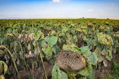 התחזית: התחממות קלה, בליל שבת טפטוף