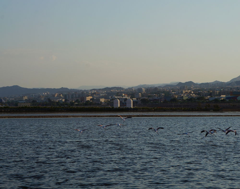 עופות פלמינגו בחופי אילת