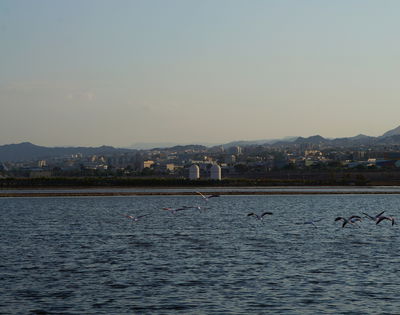 עופות פלמינגו בחופי אילת