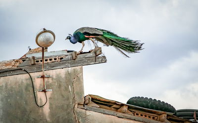 טווס חופשי בקיבוץ עין כרמל בצפון