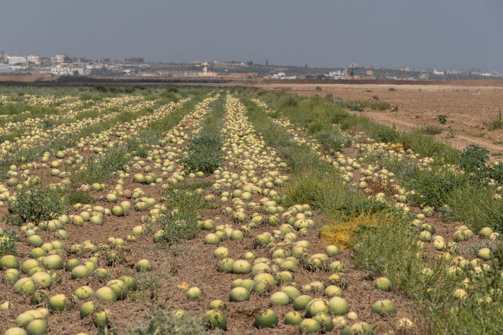 שדה אבטיחים ביער בארי בדרום