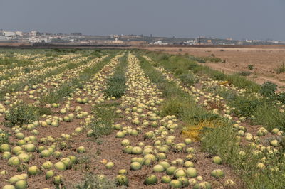 שדה אבטיחים ביער בארי בדרום