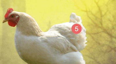 עוף טבעי. נתח.