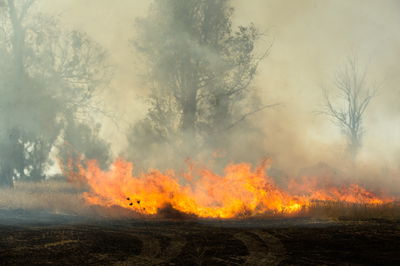 ממראות האש בנחל עוז