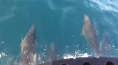 צפו:  הליווי המלכותי של הדולפינים  לעובדים