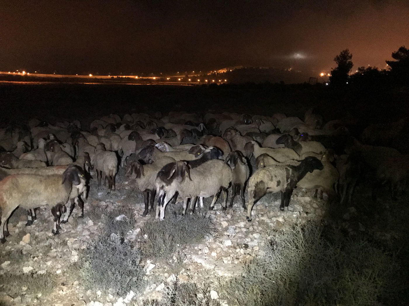 הכבשים שאותרו