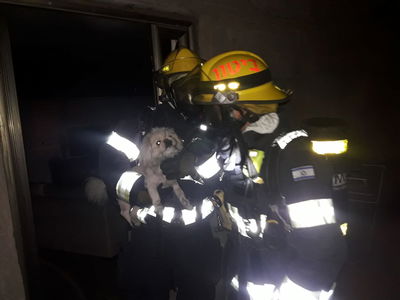 לוחמי האש חילצו את הכלב מבין הלהבות