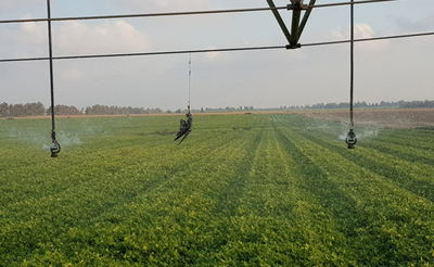 אכזריות פלסטינית? 'ציפור תבערה' נמצאה באשכול