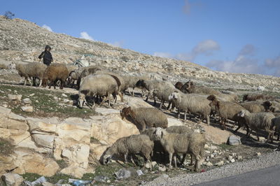 אילוסטרציה