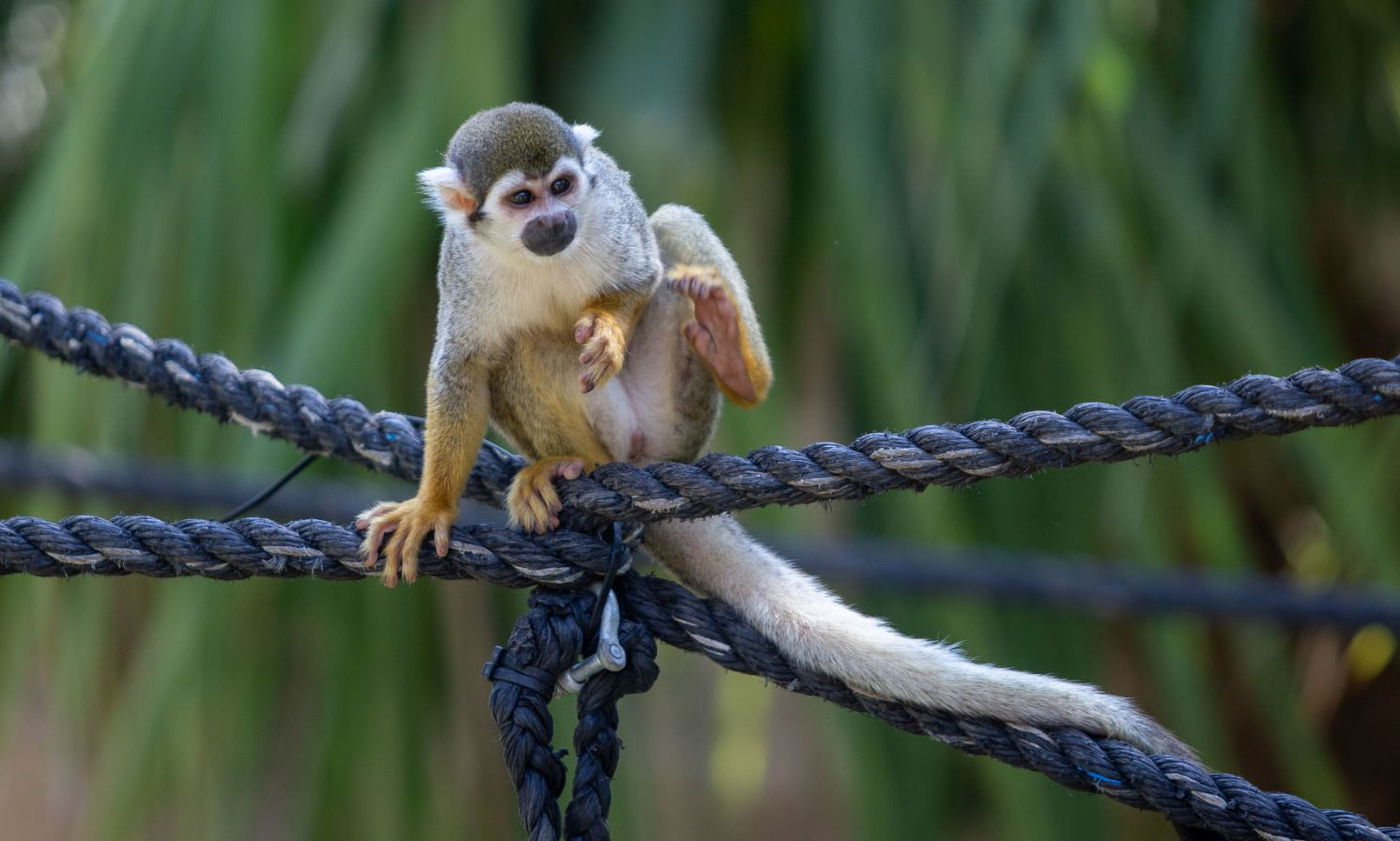 משפחות חרדיות מבלות בגן החיות • תיעוד