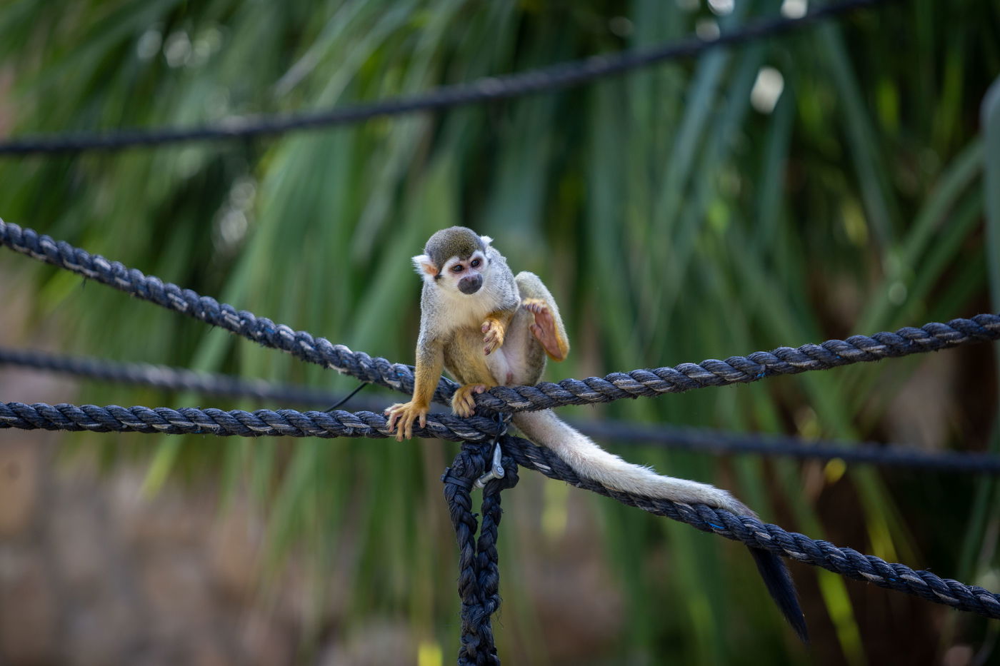 משפחות חרדיות מבלות בגן החיות • תיעוד