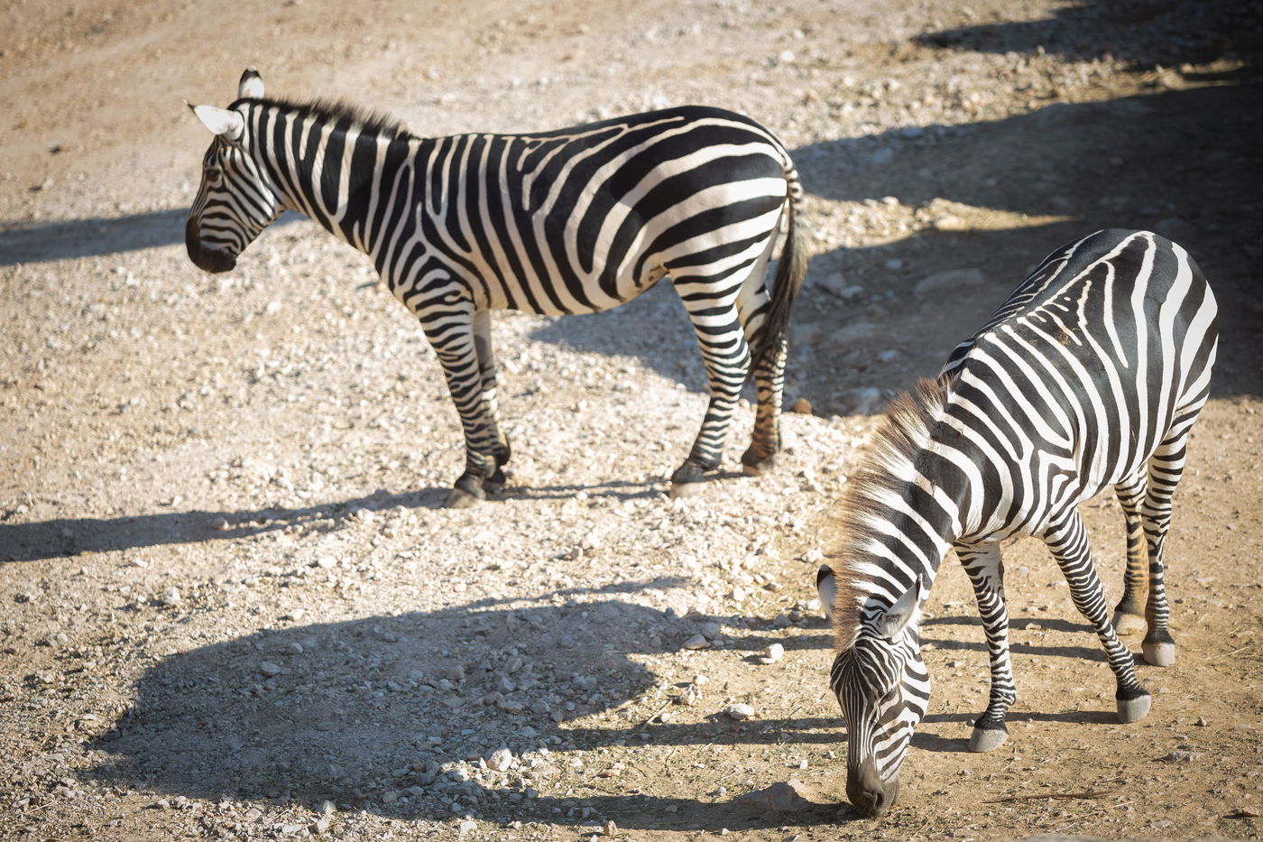 משפחות חרדיות מבלות בגן החיות • תיעוד