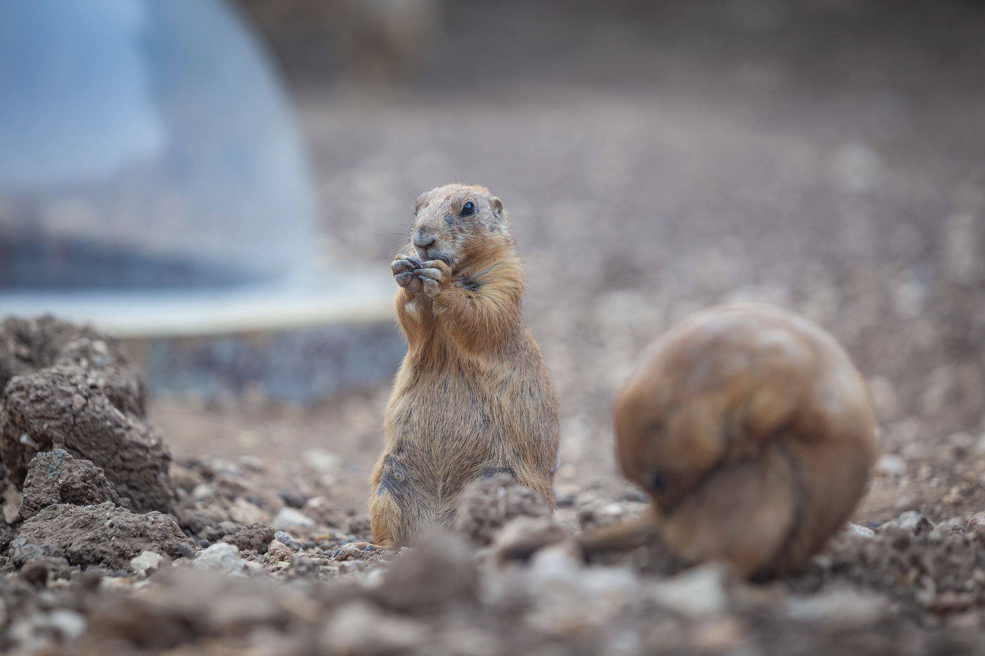 משפחות חרדיות מבלות בגן החיות • תיעוד