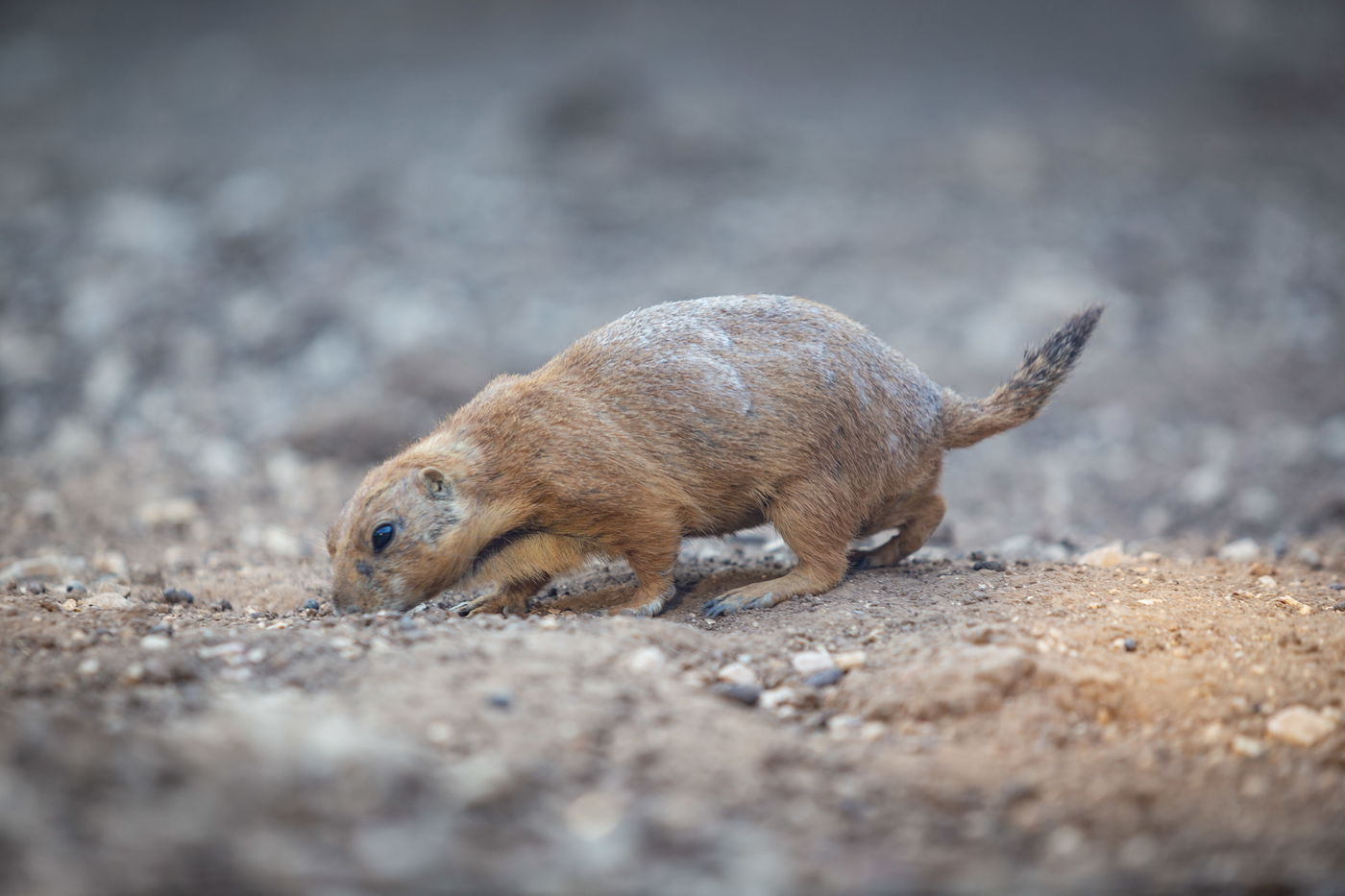 משפחות חרדיות מבלות בגן החיות • תיעוד