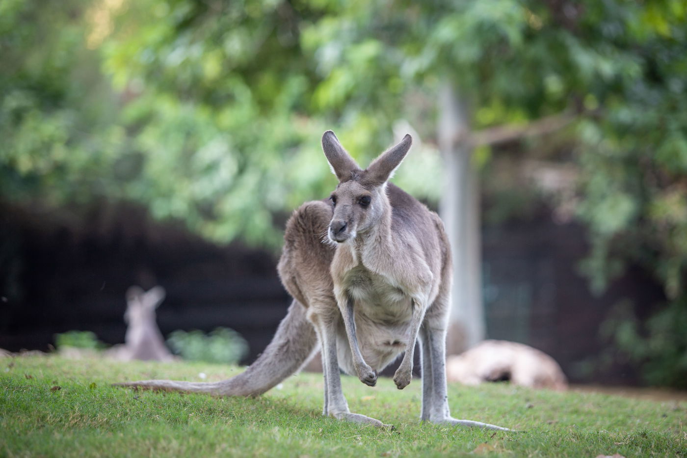 משפחות חרדיות מבלות בגן החיות • תיעוד